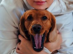 10 cosas que NO debes hacer a tu perro