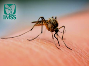 Llama IMSS a prevenir el dengue