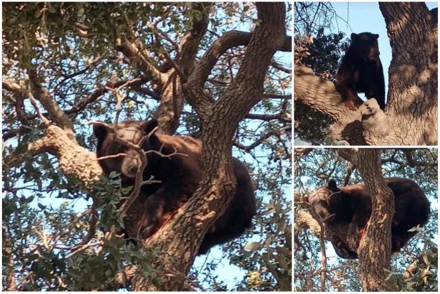 WhatsApp Image 2020-09-17 at 17.00.14