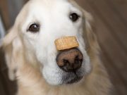 5 recetas de galletas para perros que amarán