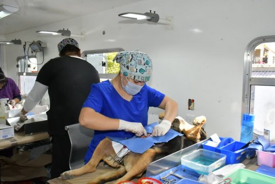 Esterilizaciones gratuitas para perros y gatos en Hermosillo del 24 al 27 de septiembre