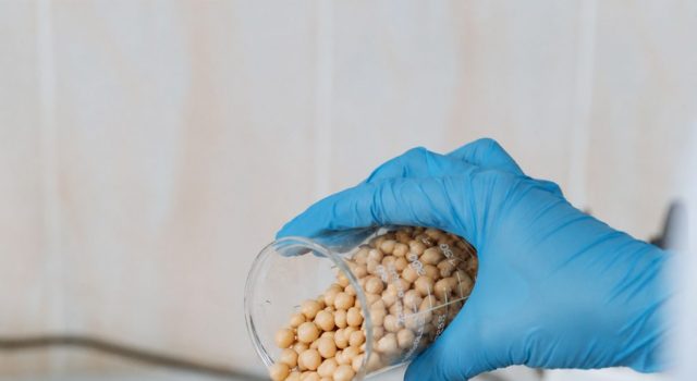 Evalúan mecanismos para disminuir la presión arterial con proteína de garbanzo