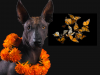 Los animales también tienen su Día de Muertos: el significado del xoloitzcuintle y la mariposa monarca