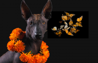 Los animales también tienen su Día de Muertos: el significado del xoloitzcuintle y la mariposa monarca