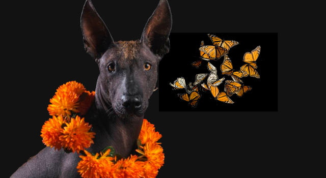 Los animales también tienen su Día de Muertos: el significado del xoloitzcuintle y la mariposa monarca