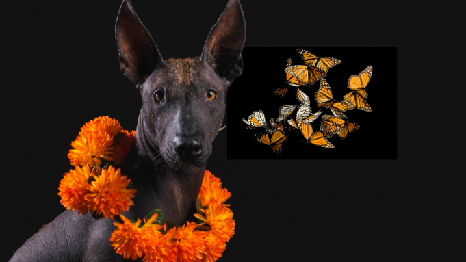 PERRO