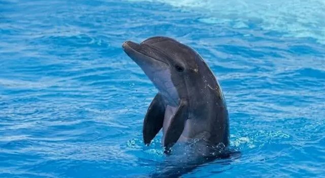 Necropsia revela traumatismo como causa de muerte de la delfín Moana en Guaymas